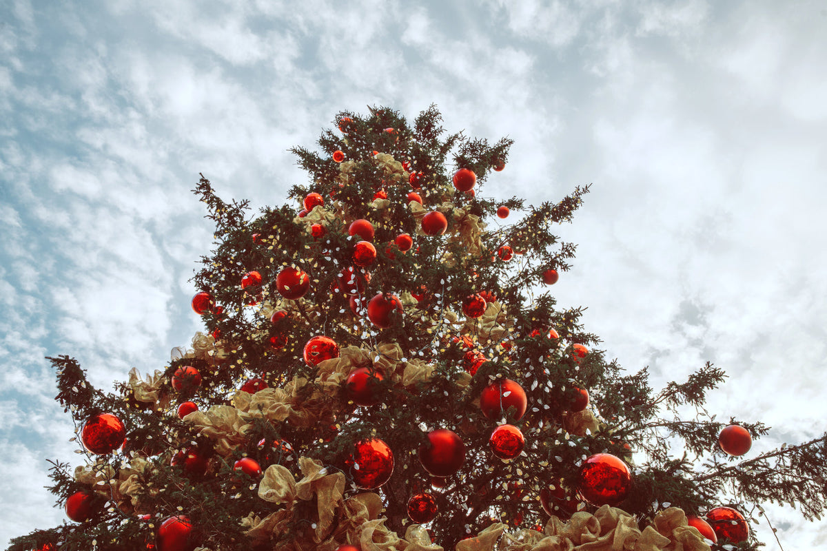 Sapins de Noël